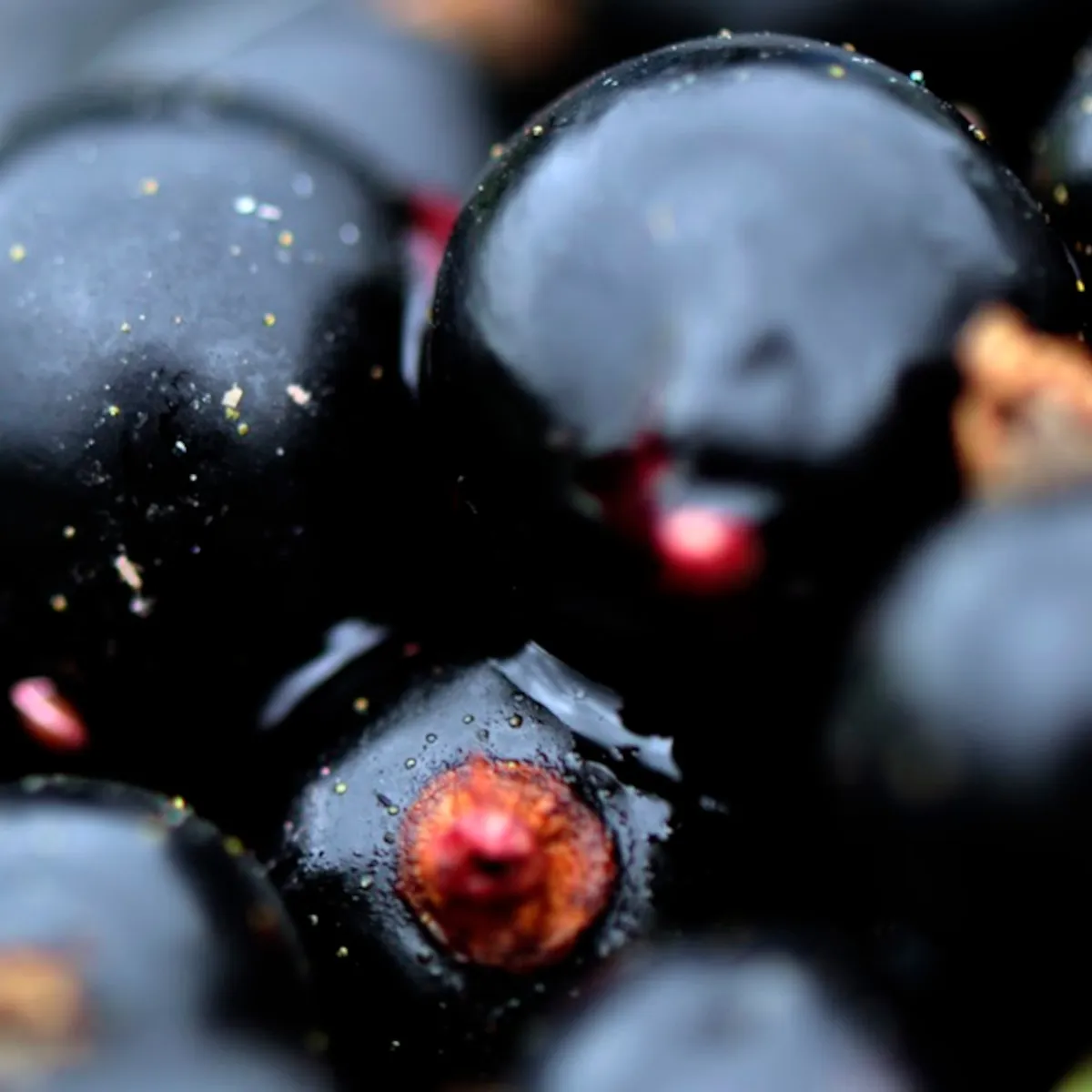 RIBIZ CRNI “Ben Nevis” - cover