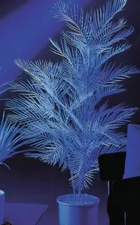 EUROPALMS Kentia palm tree, uv-white, 90cm - cover