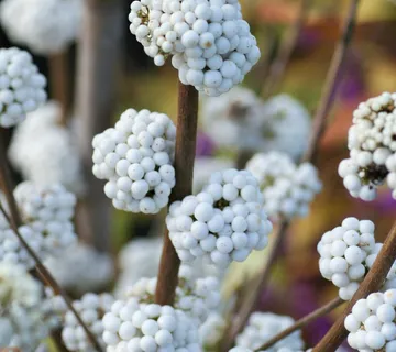 CALLICARPA “Magical Snowqueen” - cover