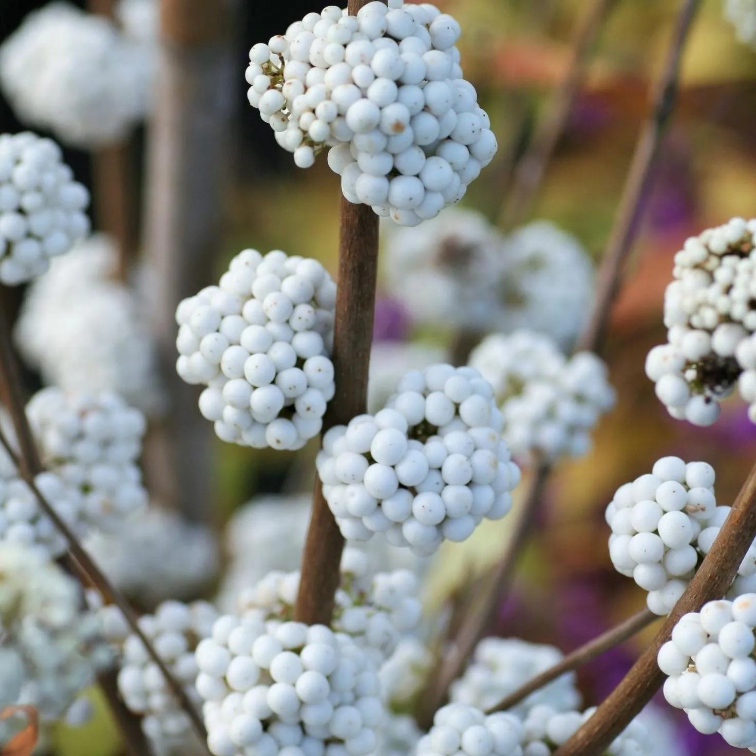 CALLICARPA “Magical Snowqueen” - cover