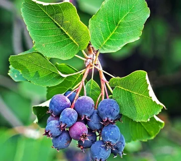 MONGOLSKA BOROVNICA - cover