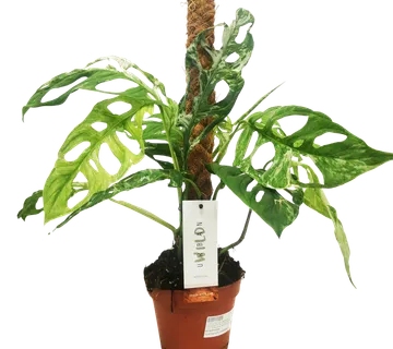 MONSTERA “Adansonii Indonesian Marble” - cover