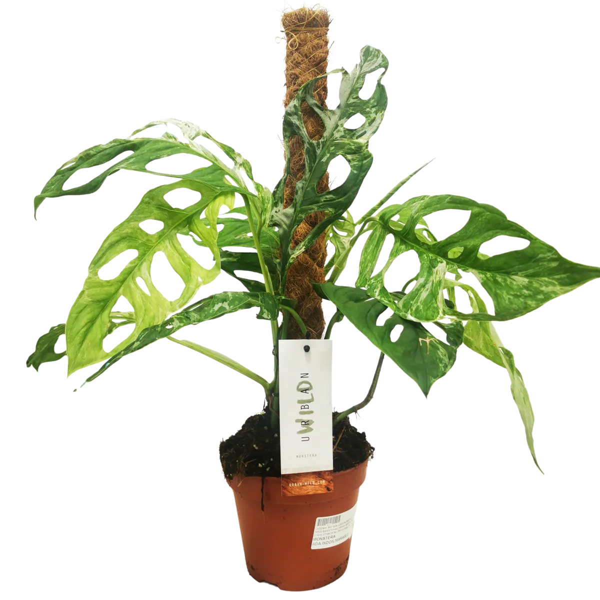 MONSTERA “Adansonii Indonesian Marble” - cover