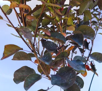 COTINUS COG “Royal Purple” - cover