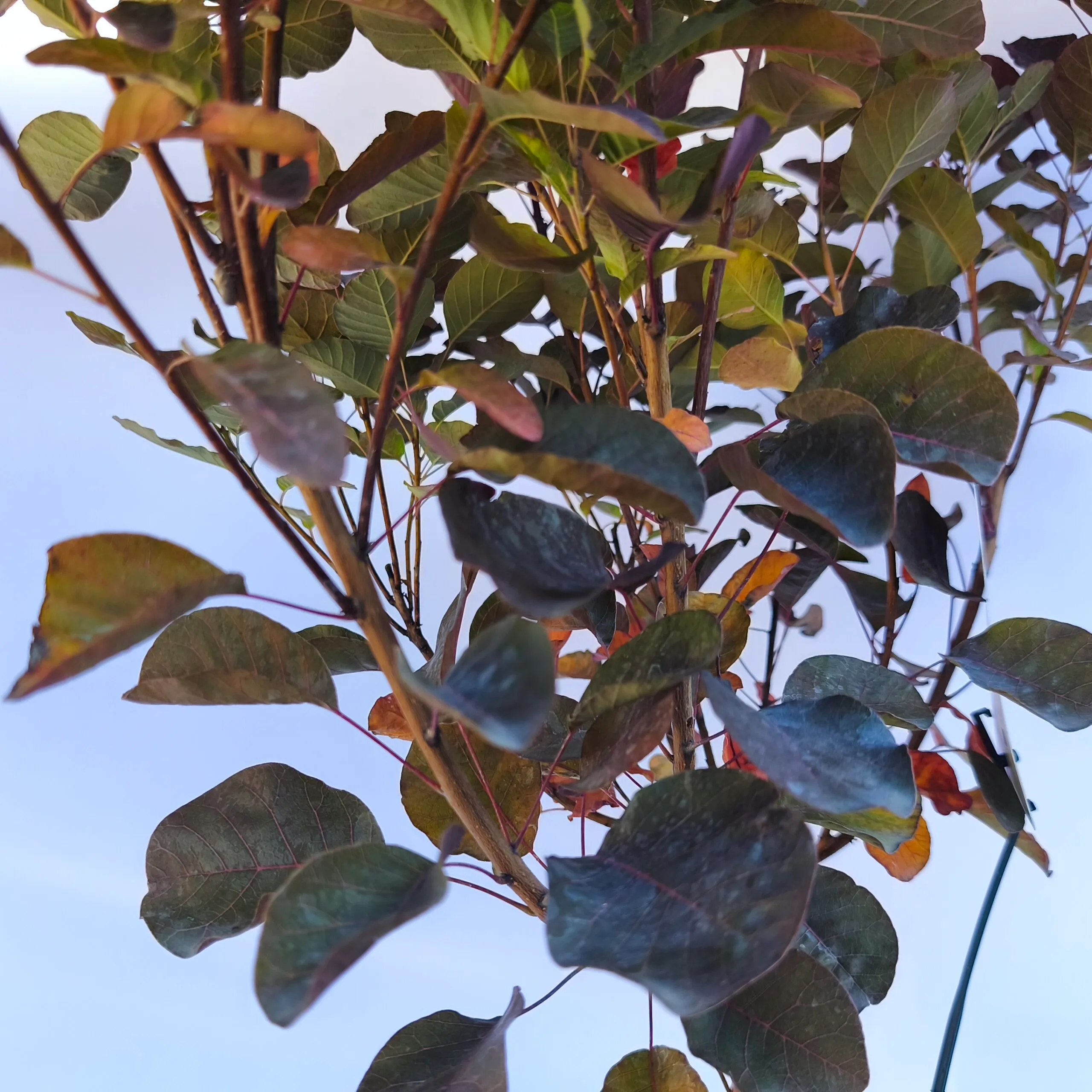 COTINUS COG “Royal Purple” - cover