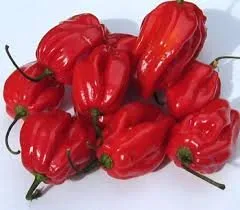 Habanero paprika - cover