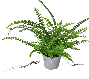 NEPHROLEPIS CORD. “Duffii” - cover