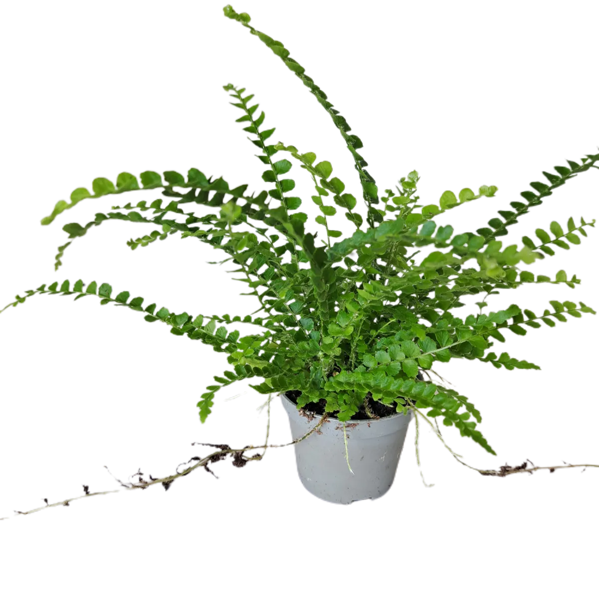 NEPHROLEPIS CORD. “Duffii” - cover