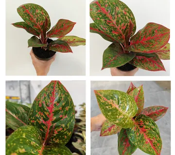 AGLAONEMA ‘Red Sprinkles’ - cover