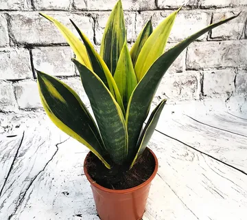 SANSEVIERIA “Golden Flame” - cover