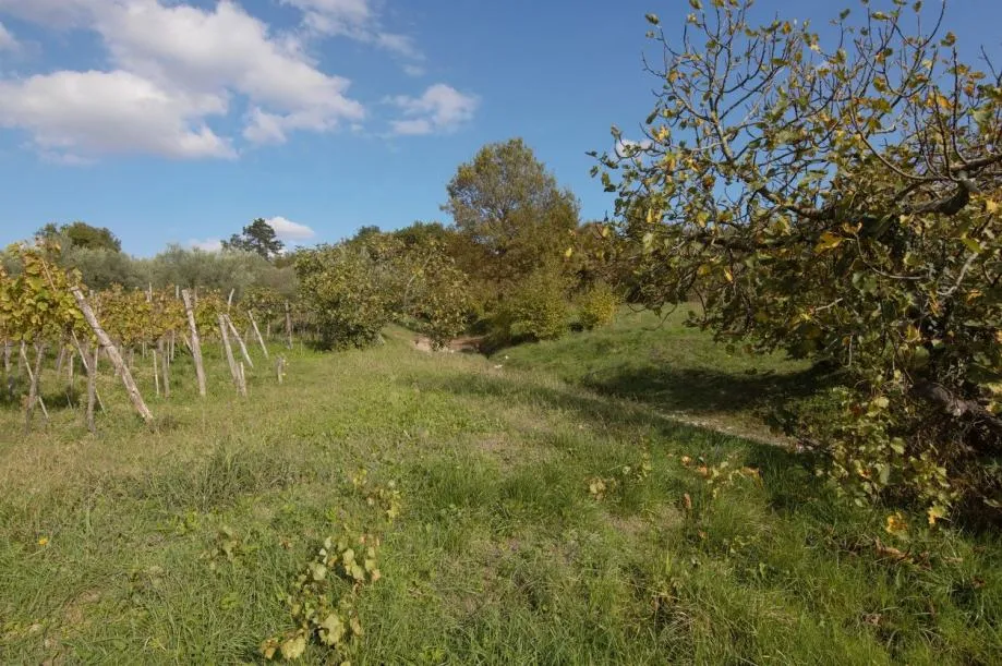 BUZET OKOLICA- GRAĐEVINSKA PARCELA SA POLJOPRIVREDNIM ZEMLJIŠTEM NA P - cover