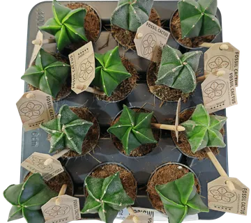 ASTROPHYTUM MYRIOSTIGMA - cover