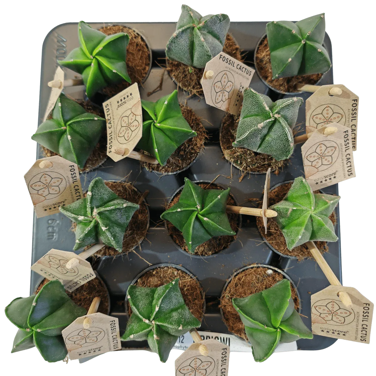 ASTROPHYTUM MYRIOSTIGMA - cover