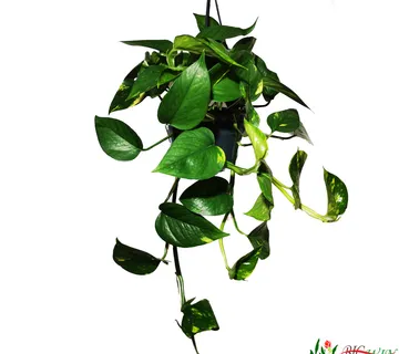 EPIPREMNUM PINN “Aureum” - cover