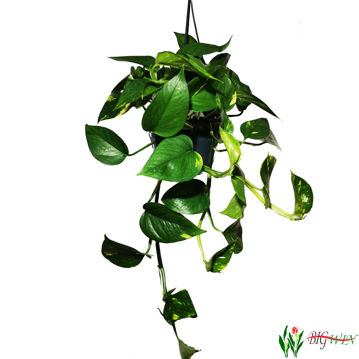 EPIPREMNUM PINN “Aureum” - cover