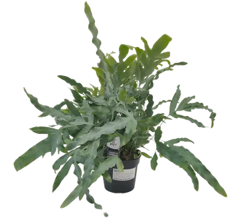 PHLEBODIUM AUR “Blue Star” - cover