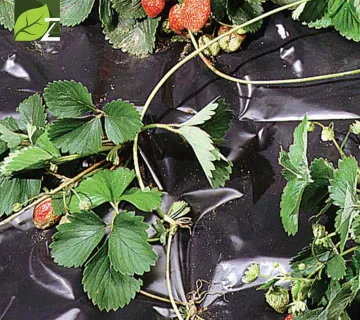 Malč folija za povrtnjake BLACK COVER - cover
