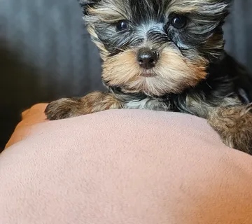 Yorkshire terrier Jorkširski terijer Yorkie Jorki - cover
