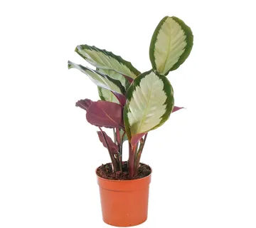 CALATHEA PICTURATA “Argentea” - cover
