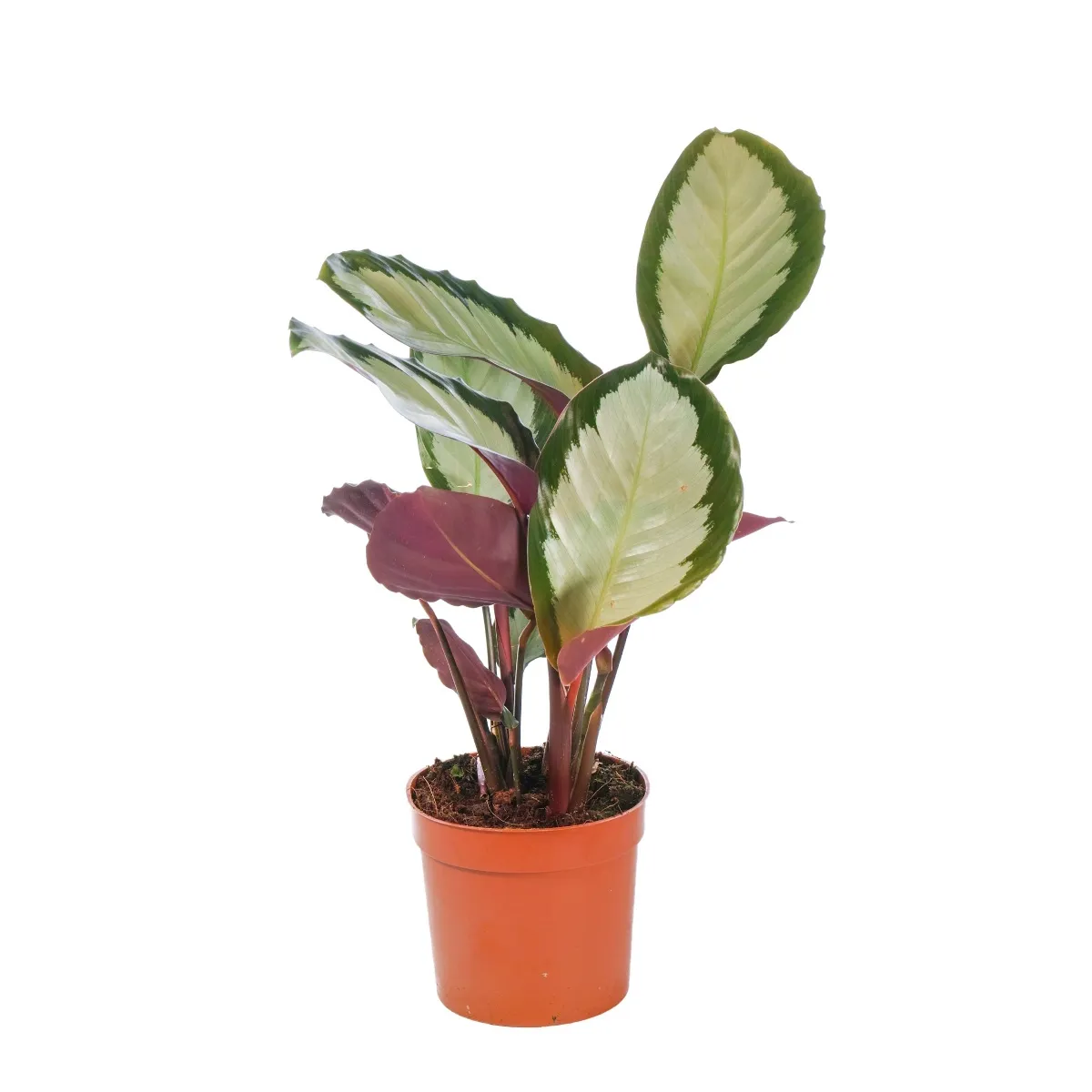 CALATHEA PICTURATA “Argentea” - cover