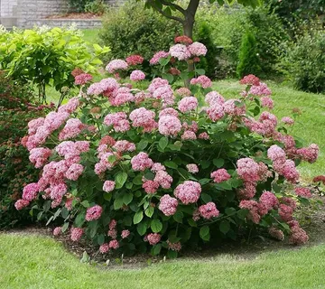 HYDRANGEA AR. “Candybelle Bubblegum” - cover