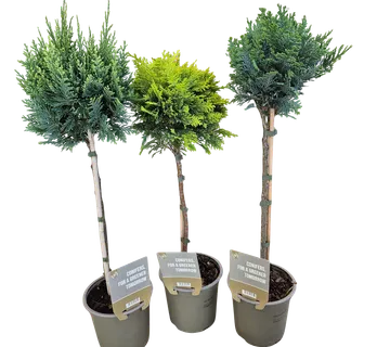 CHAMAECYPARIS LAWSONIANA – na štapu - cover