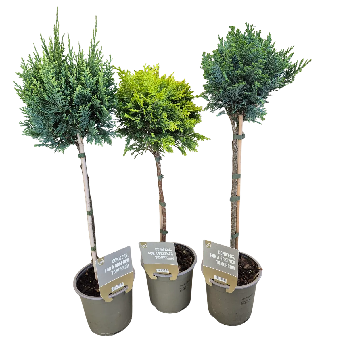 CHAMAECYPARIS LAWSONIANA – na štapu - cover