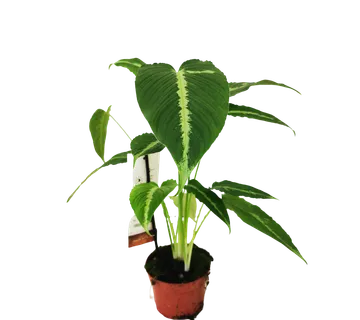 SCHISMATOGLOTTIS “Pusilla” - cover