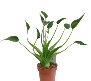 ALOCASIA “Tiny Dancers” - cover