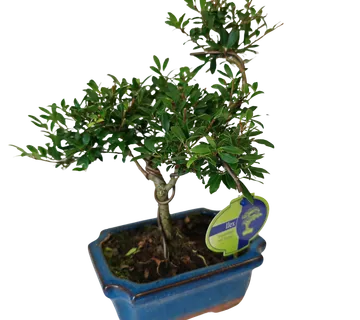 BONSAI VANJSKI “Ilex” - cover