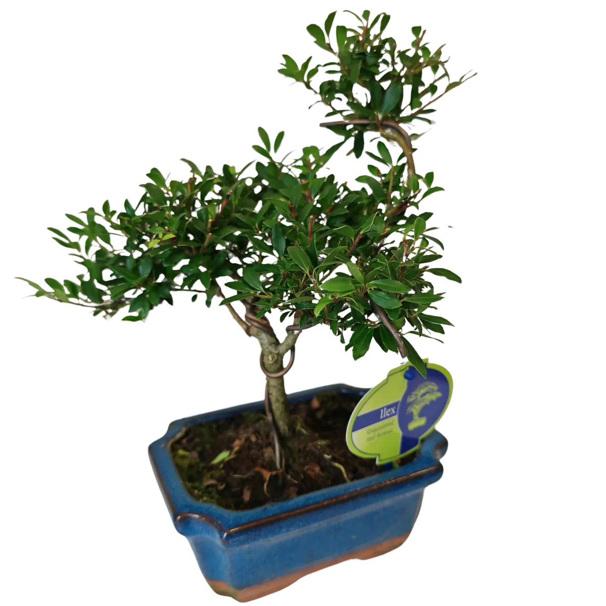 BONSAI VANJSKI “Ilex” - cover