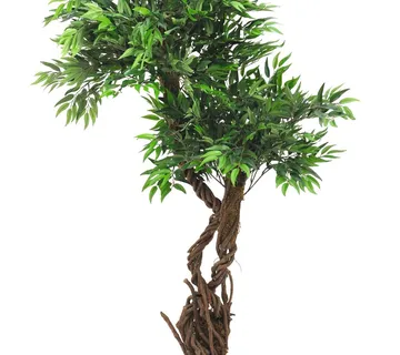 EUROPALMS Willow, 145cm - cover