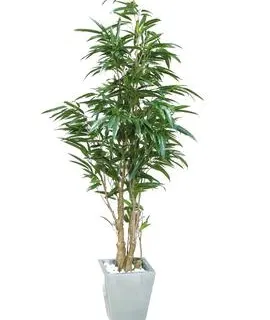 EUROPALMS Ficus longifolia, 210cm - cover
