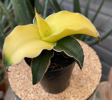 SANSEVIERIA CYL.” Star Canary” - cover