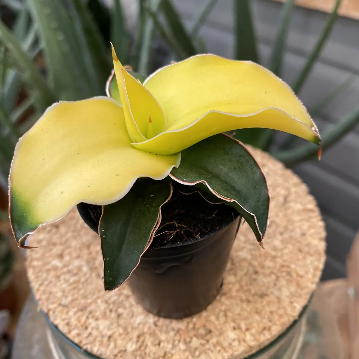 SANSEVIERIA CYL.” Star Canary” - cover
