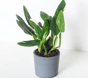 MONSTERA ‘Standleyana’ - cover