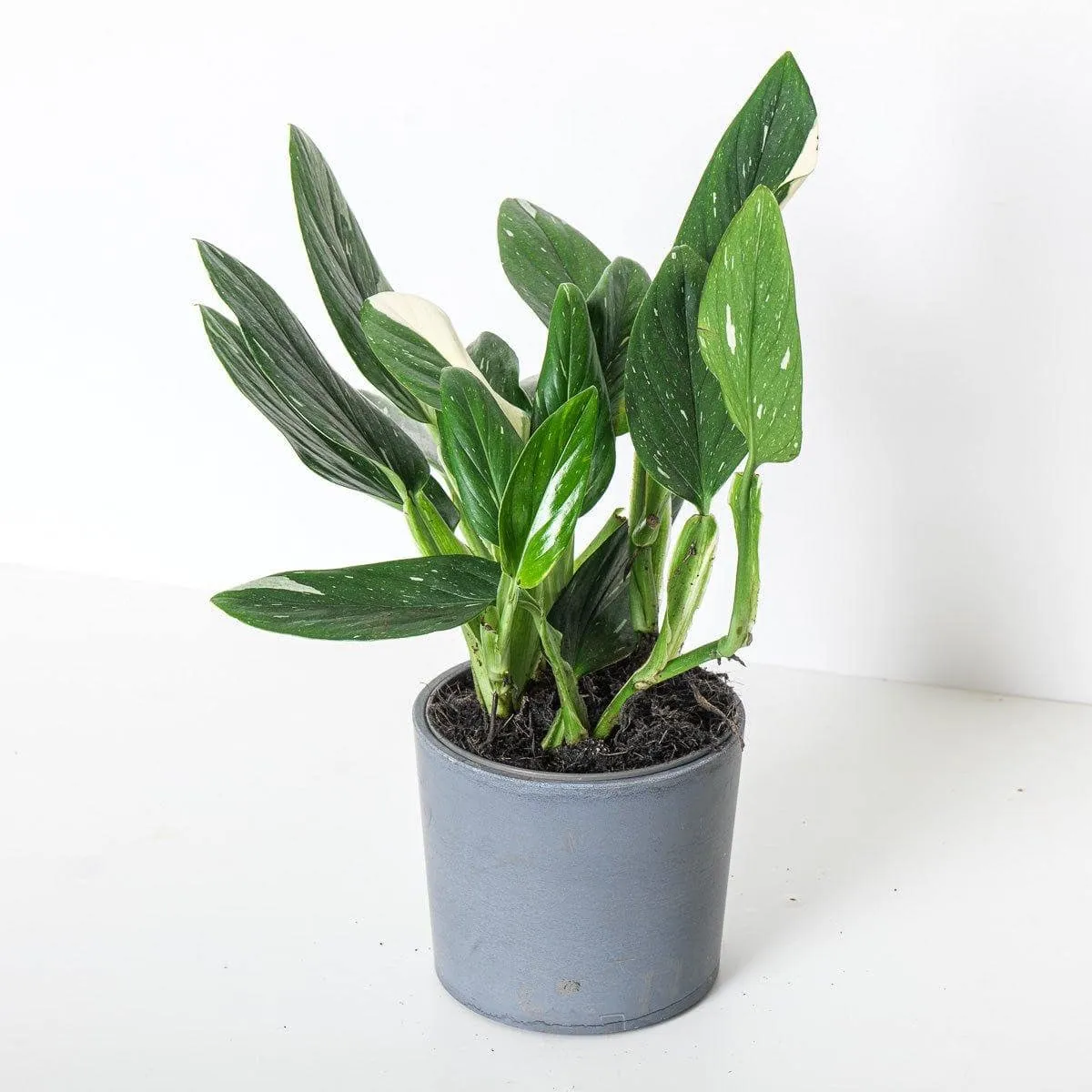 MONSTERA ‘Standleyana’ - cover