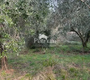 Istra, okolica Peroja, lijepi maslinik - cover