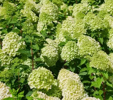 HYDRANGEA PAN. “Lemonlight” - cover