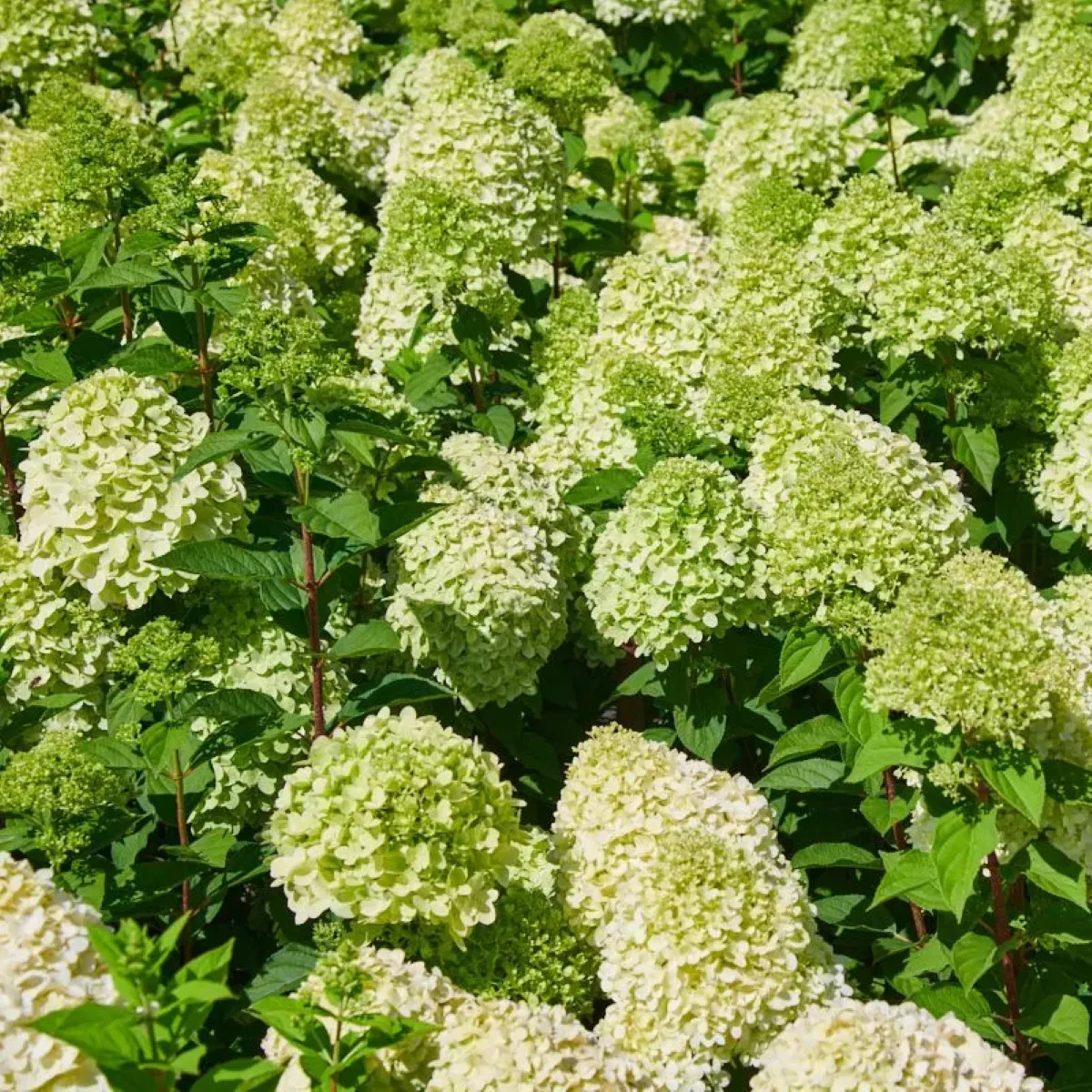 HYDRANGEA PAN. “Lemonlight” - cover