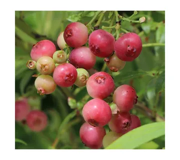 AMERIČKA BOROVNICA “Pink Lemonade” - cover