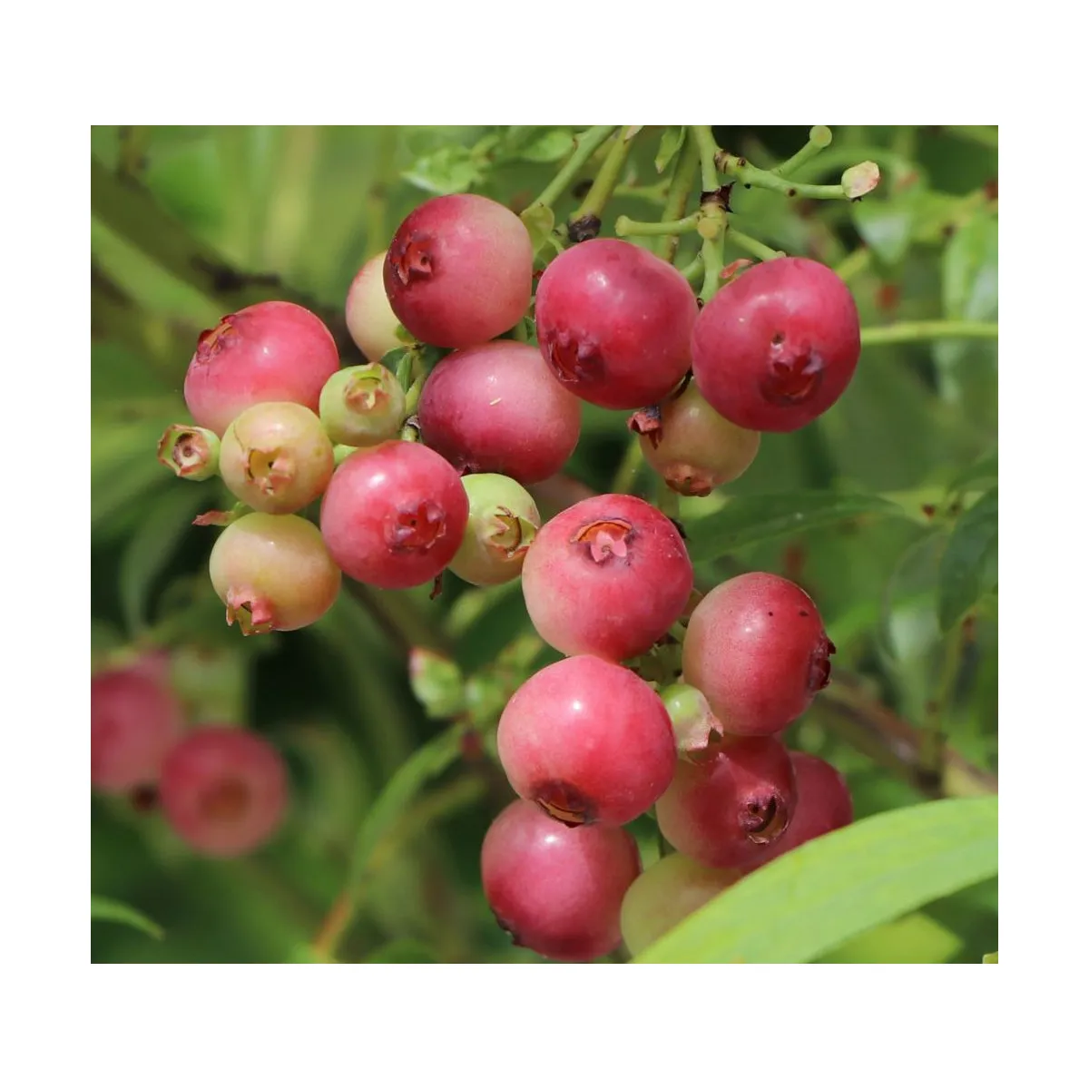 AMERIČKA BOROVNICA “Pink Lemonade” - cover