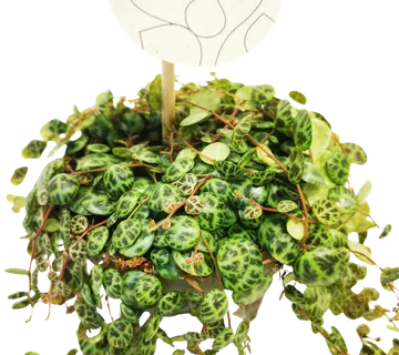 PEPEROMIA “Prostrata” - cover