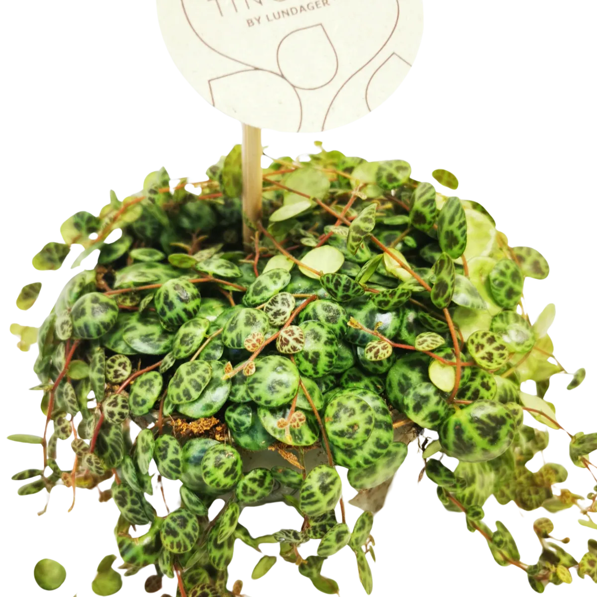 PEPEROMIA “Prostrata” - cover