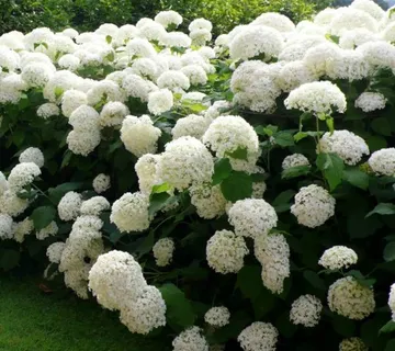 HYDRANGEA ARB. “Strong Annabelle” - cover