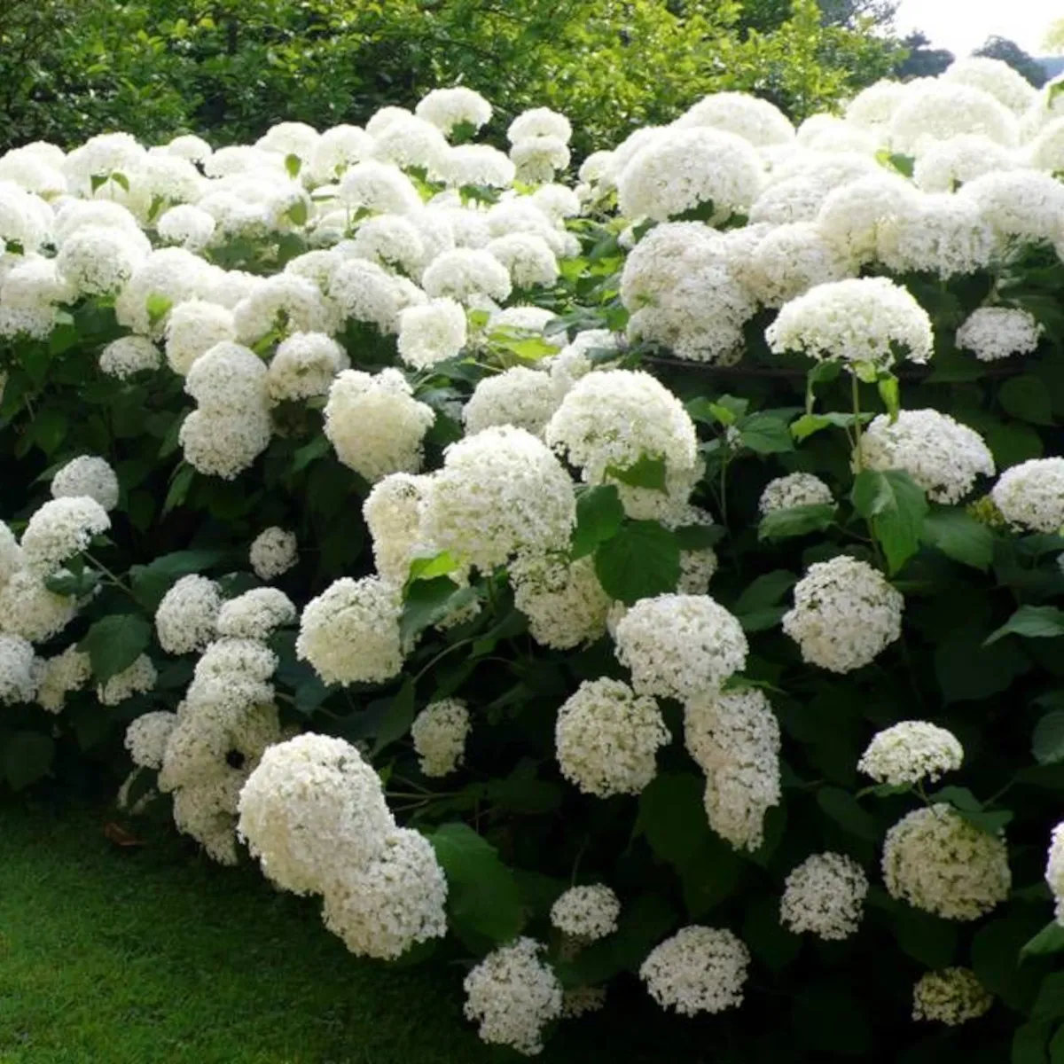 HYDRANGEA ARB. “Strong Annabelle” - cover