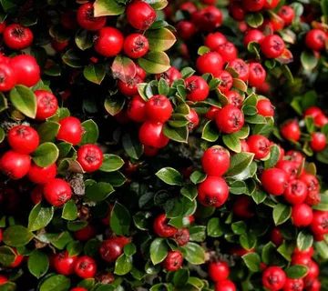 COTONEASTER DAMMERI - cover