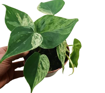 PHILODENDRON HED. “Oxycardium Variegata” - cover