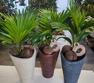 PALMA “Livistona Rotundifolia” - cover