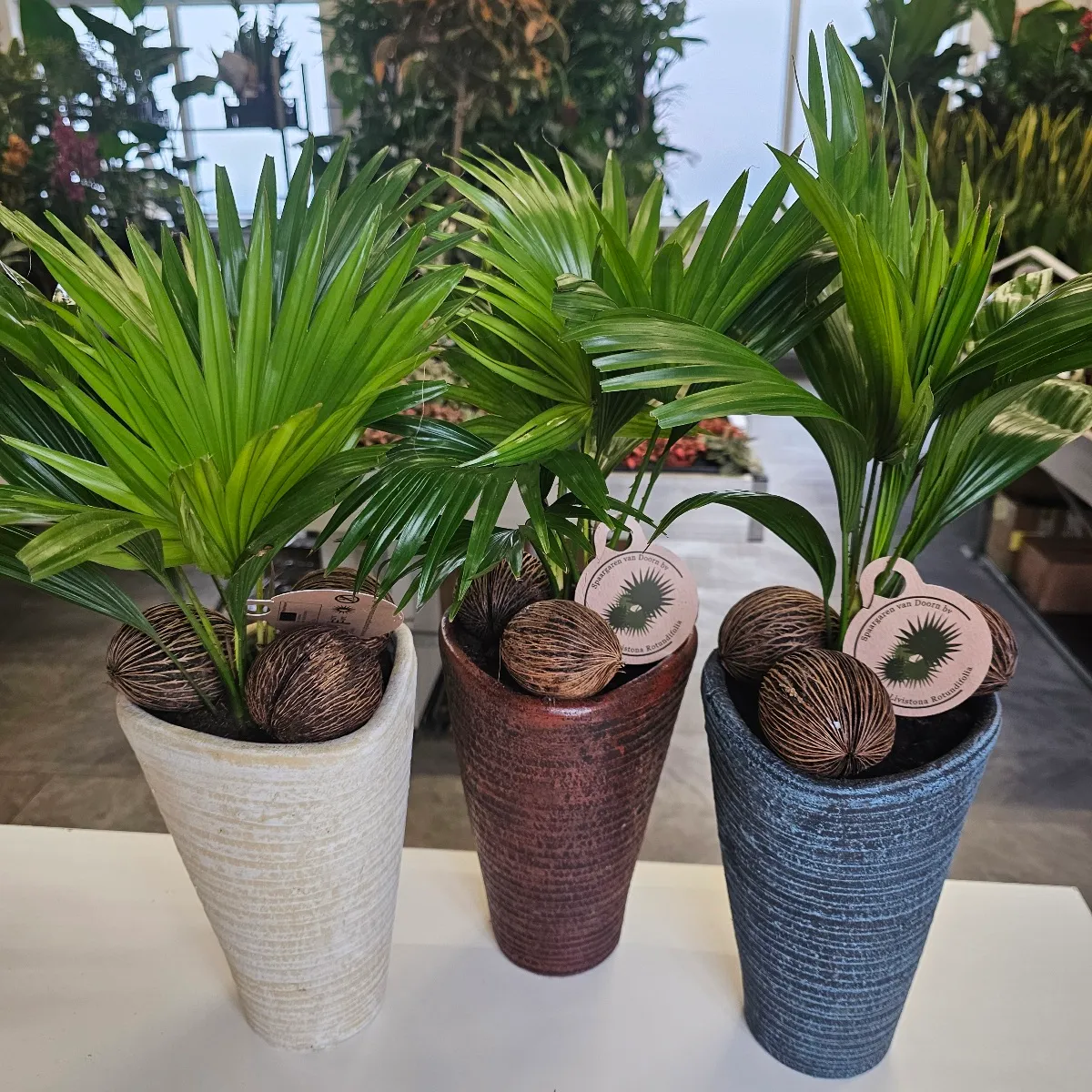 PALMA “Livistona Rotundifolia” - cover